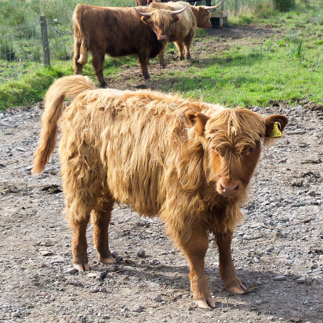 vaches-ecossaises
