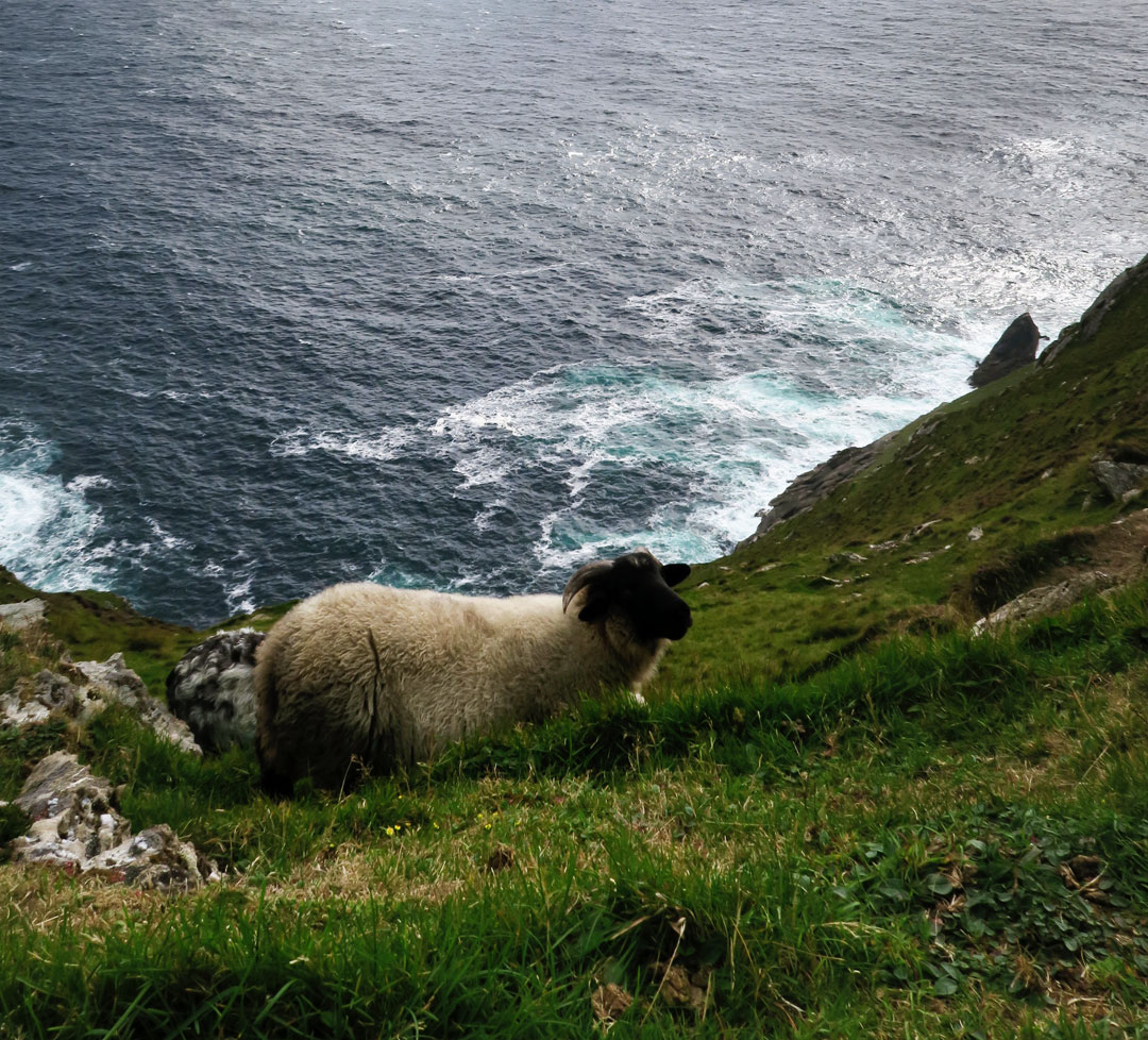 mouton achill island